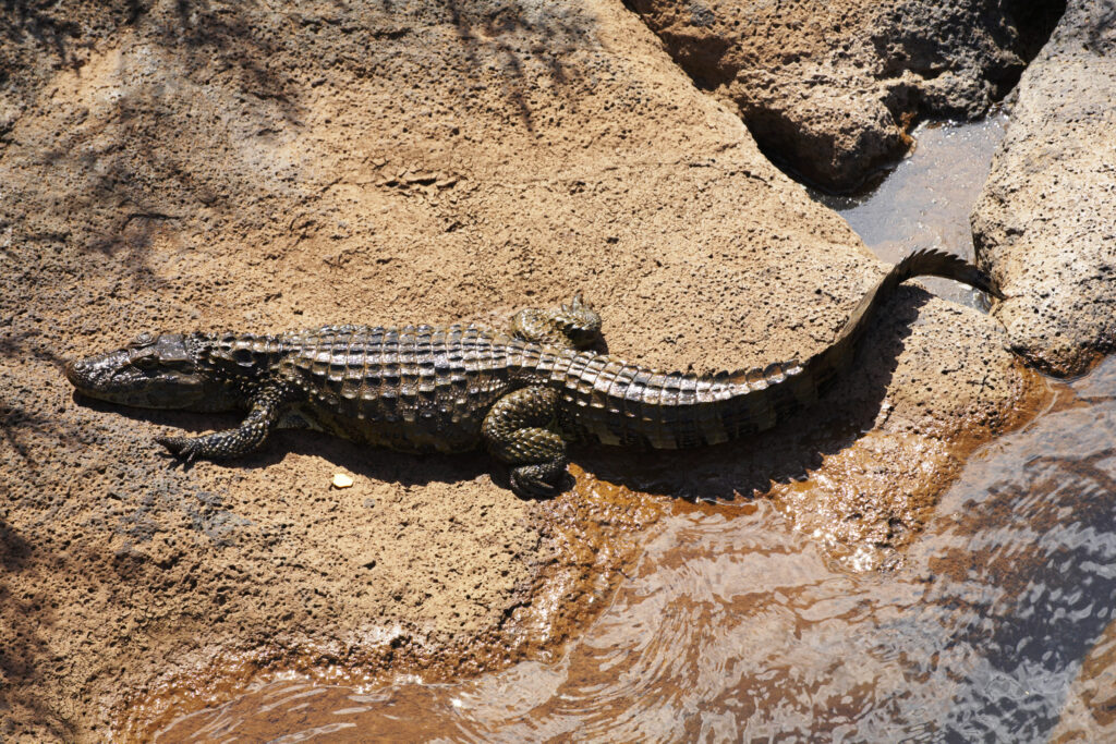 Argentina, Misiones, Iguazu National Park. Alligator / Crocodile river near the Iguazu waterfalls - A world heritage site.