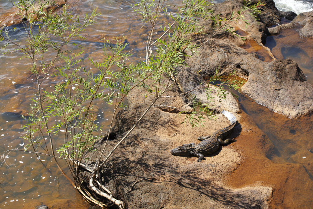 Argentina, Misiones, Iguazu National Park. Alligator / Crocodile river near the Iguazu waterfalls - A world heritage site.
