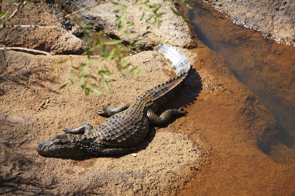 Argentina, Misiones, Iguazu National Park. Alligator / Crocodile river near the Iguazu waterfalls - A world heritage site.