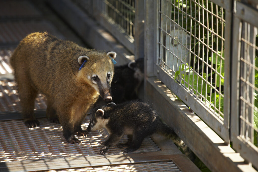 Argentina, Misiones, Iguazu National Park. Coati and young near the Iguazu waterfalls - A world heritage site.