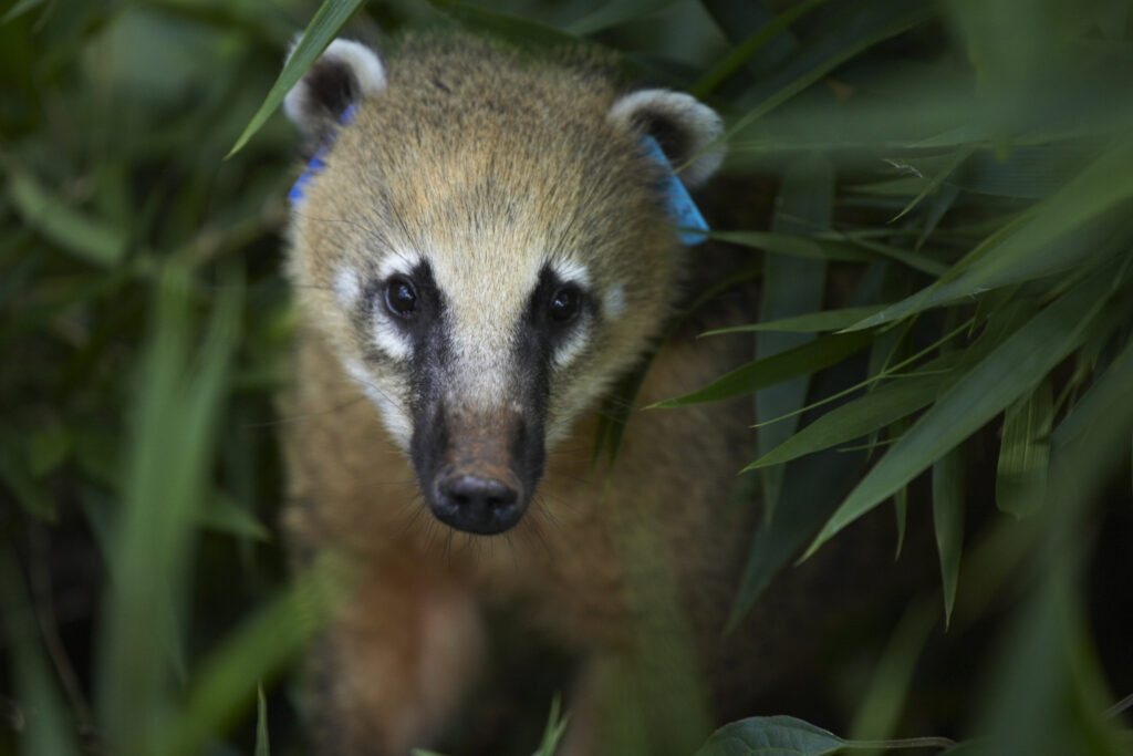 Argentina, Misiones, Iguazu National Park. Tagged Coati near the Iguazu waterfalls - A world heritage site.