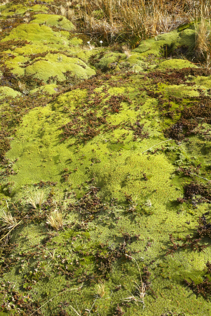 Argentina, Tierra Del Fuego, Ushuaia. Lichens and other typical vegetation found in the mountains surrounding Ushuaia.