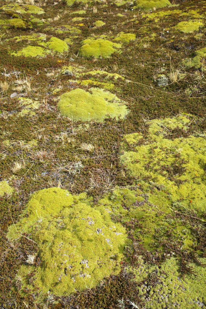 Argentina, Tierra Del Fuego, Ushuaia. Lichens and other typical vegetation found in the mountains surrounding Ushuaia.
