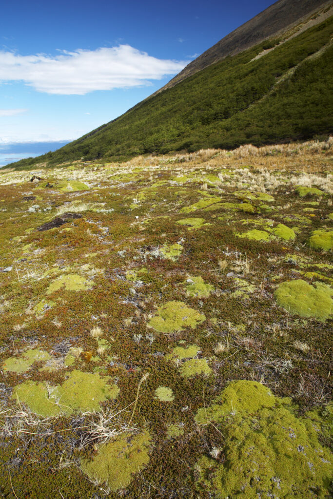Argentina, Tierra Del Fuego, Ushuaia. Lichens and other typical vegetation found in the mountains surrounding Ushuaia.