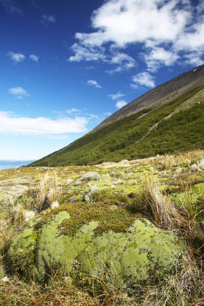 Argentina, Tierra Del Fuego, Ushuaia. Lichens and other typical vegetation found in the mountains surrounding Ushuaia.
