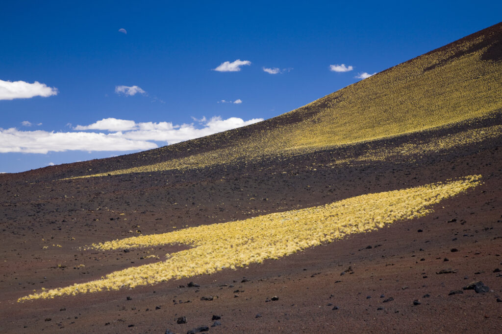 Argentina, Mendoza, Parque Provincial Payunia. The barren volcanic landscape of the reserve.