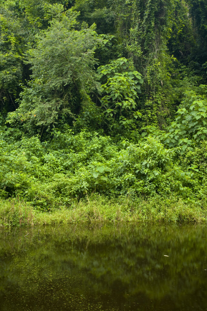 Argentina, Salta, Parque Nacional Calilegua. Lake fringed by dense rainforest in the national park.