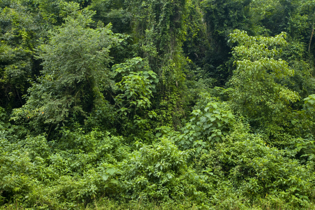 Argentina, Salta, Parque Nacional Calilegua.