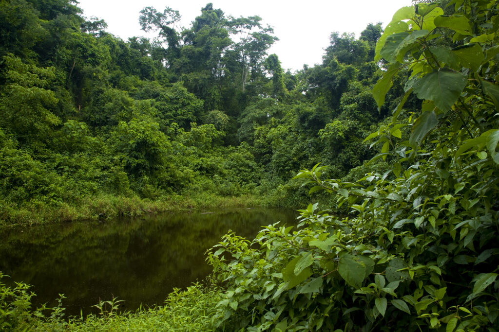 Argentina, Salta, Parque Nacional Calilegua. Lake fringed by dense rainforest in the national park.