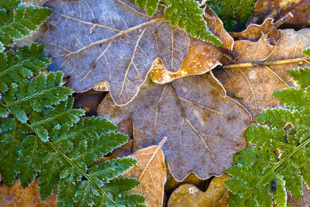England, Northumberland, Plessey Woods Country Park. Detail of frost coated leaves on the forest floor of the Plessey Woods Country Park.