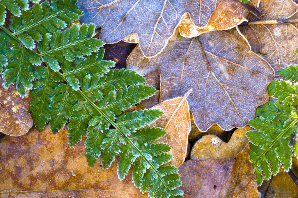 England, Northumberland, Plessey Woods Country Park. Detail of frost coated leaves on the forest floor of the Plessey Woods Country Park.