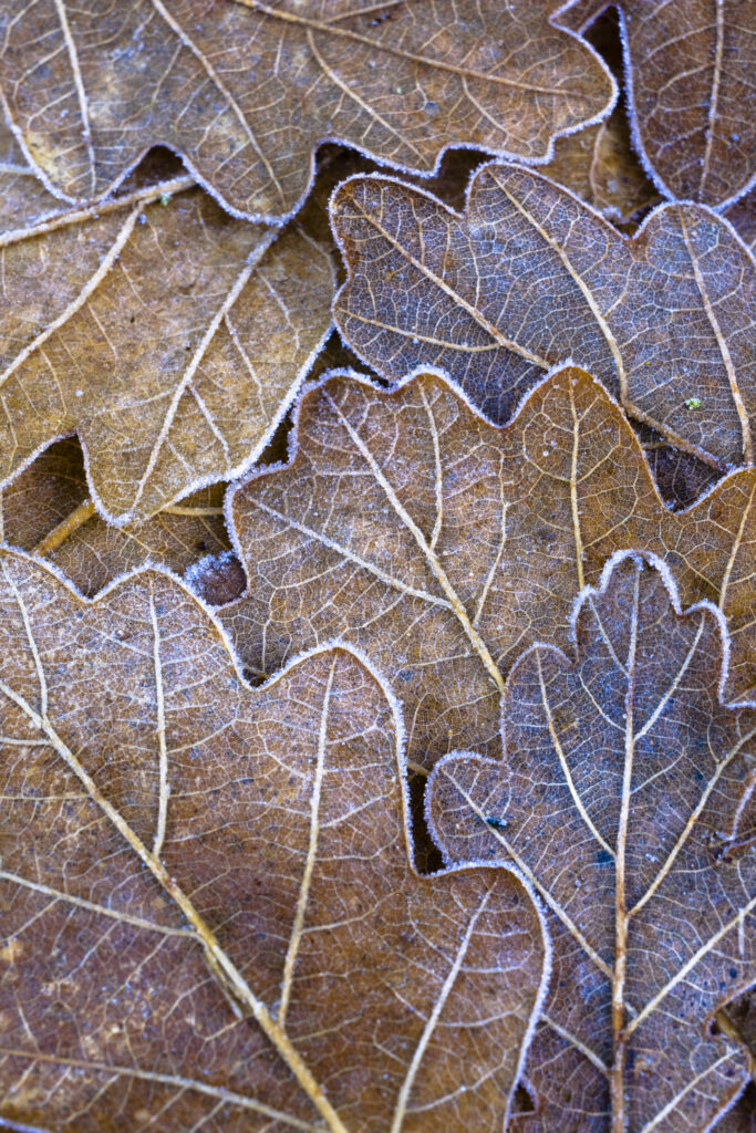 England, Northumberland, Plessey Woods Country Park. Detail of frost coated Oak leaves on the forest floor of the Plessey Woods Country Park.