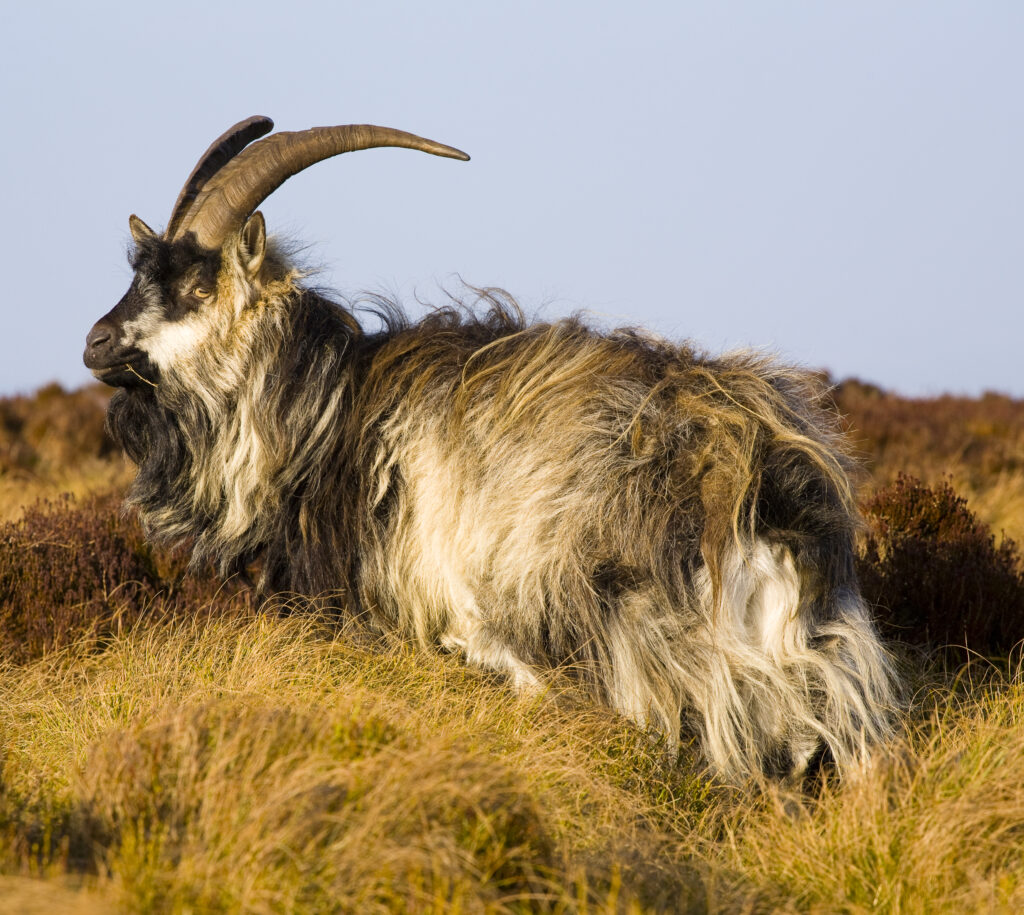 England, Northumberland, Northumberland National Park. Wild Mountain Goat grazing on the Simonside Hills near Rothbury.