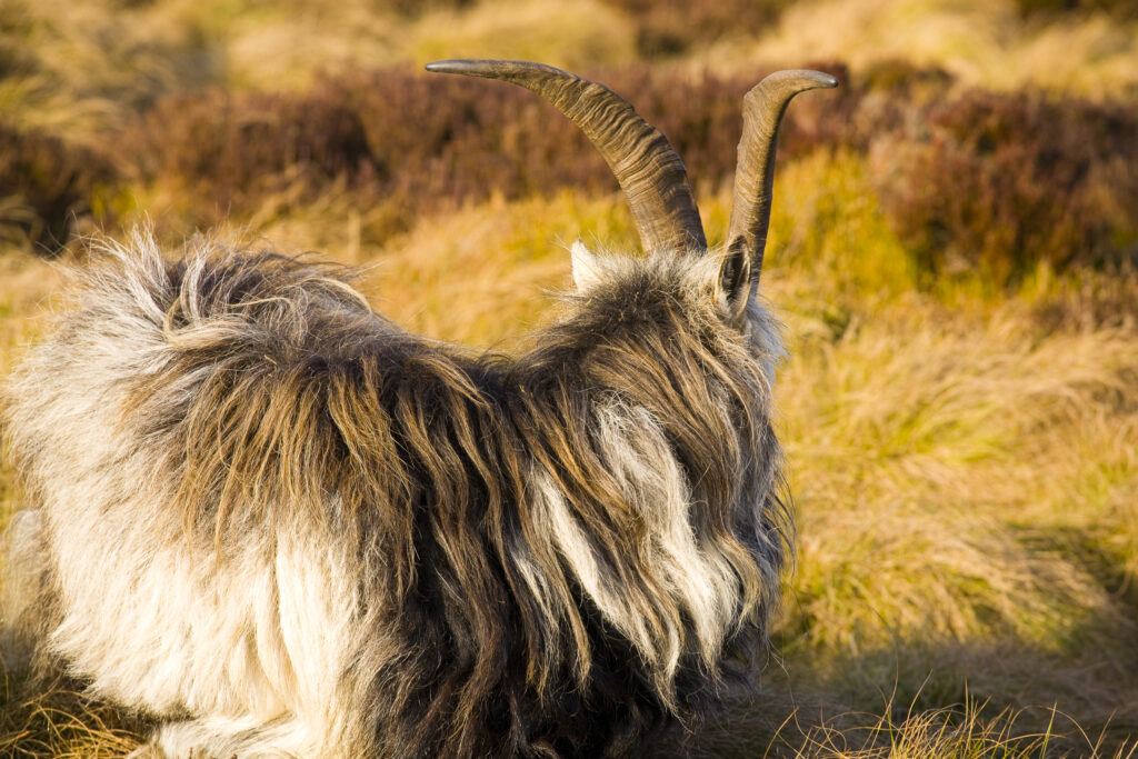 England, Northumberland, Northumberland National Park. Wild Mountain Goat grazing on the Simonside Hills near Rothbury.