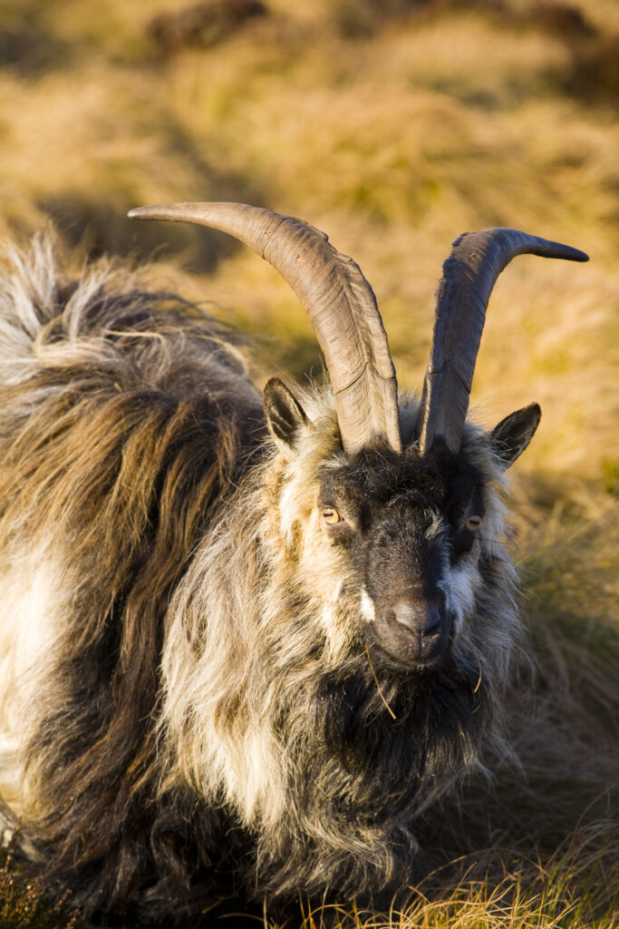 England, Northumberland, Northumberland National Park. Wild Mountain Goat grazing on the Simonside Hills near Rothbury.