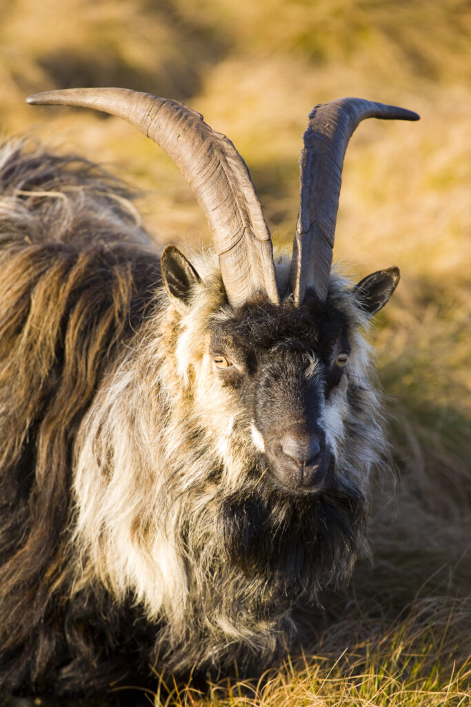 England, Northumberland, Northumberland National Park. Wild Mountain Goat grazing on the Simonside Hills near Rothbury.