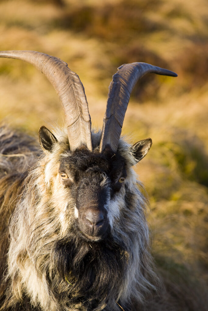 England, Northumberland, Northumberland National Park. Wild Mountain Goat grazing on the Simonside Hills near Rothbury.