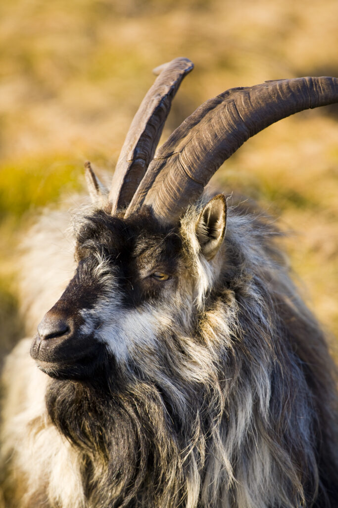 England, Northumberland, Northumberland National Park. Wild Mountain Goat grazing on the Simonside Hills near Rothbury.