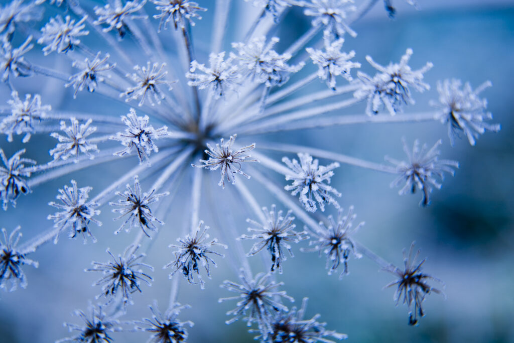England, Northumberland, Holywell Dene. Detail view of frosted vegetation / seed head located in Holywell Dene near Whitley Bay.