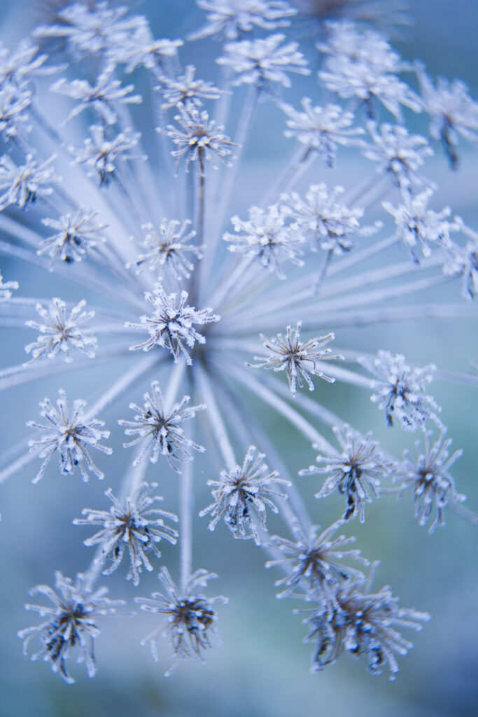 England, Northumberland, Holywell Dene. Detail view of frosted vegetation / seed head located in Holywell Dene near Whitley Bay.