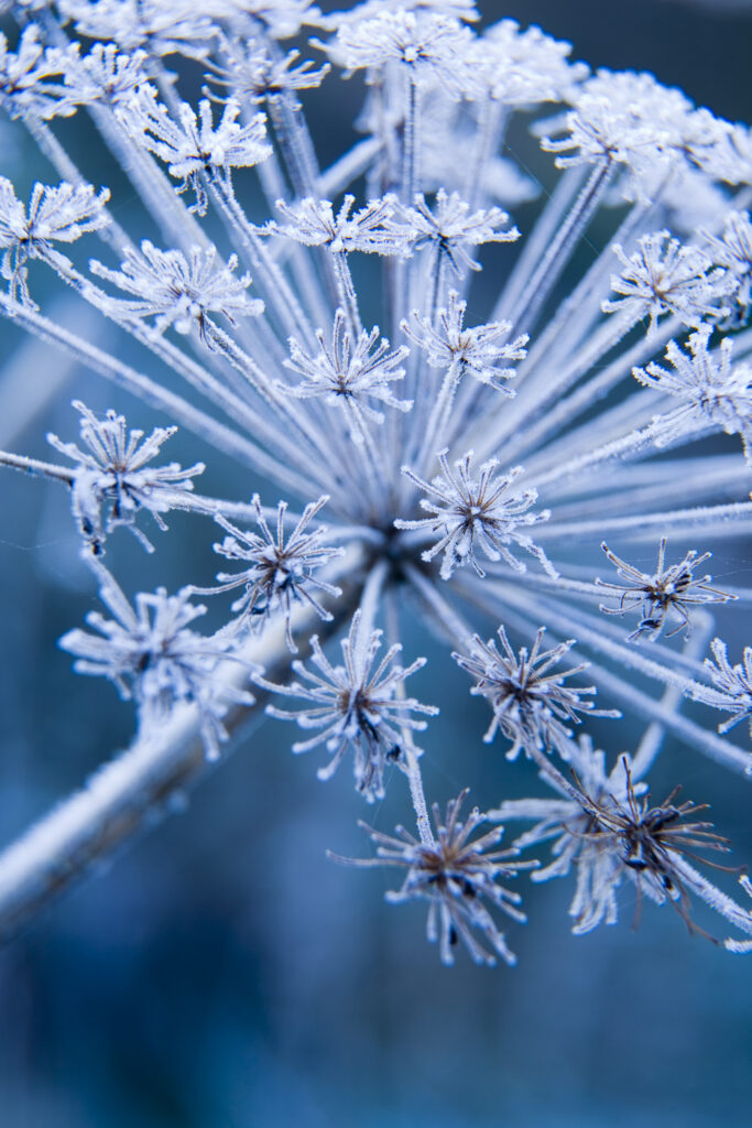 England, Northumberland, Holywell Dene. Detail view of frosted vegetation / seed head located in Holywell Dene near Whitley Bay.