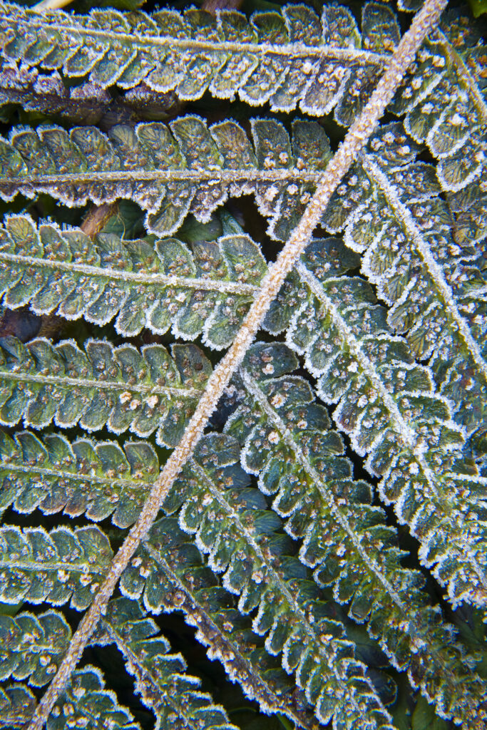 England, Northumberland, Holywell Dene. Detail view of frost covered ferns growing in Holywell Dene near Whitley Bay.