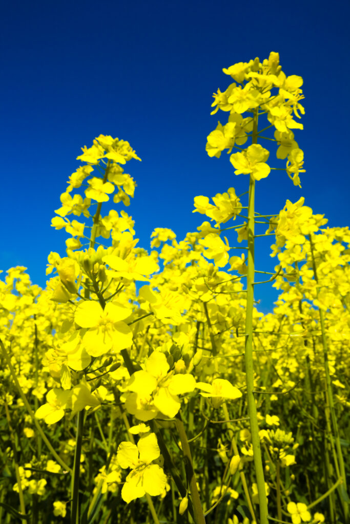 ENGLAND, Tyne & Wear, Holywell Dene. Fields of Rape growing in North Tyneside is a common sight due to the popularity of the Rapeseed oil which is extracted from the crop.
