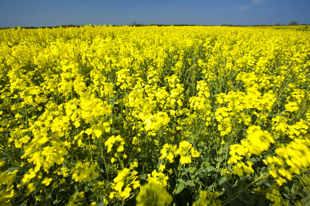 ENGLAND, Tyne & Wear, Holywell Dene. Fields of Rape growing in North Tyneside is a common sight due to the popularity of the Rapeseed oil which is extracted from the crop.