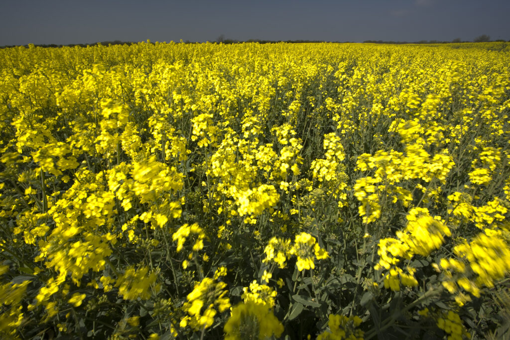 ENGLAND, Tyne & Wear, Holywell Dene. Fields of Rape growing in North Tyneside is a common sight due to the popularity of the Rapeseed oil which is extracted from the crop.