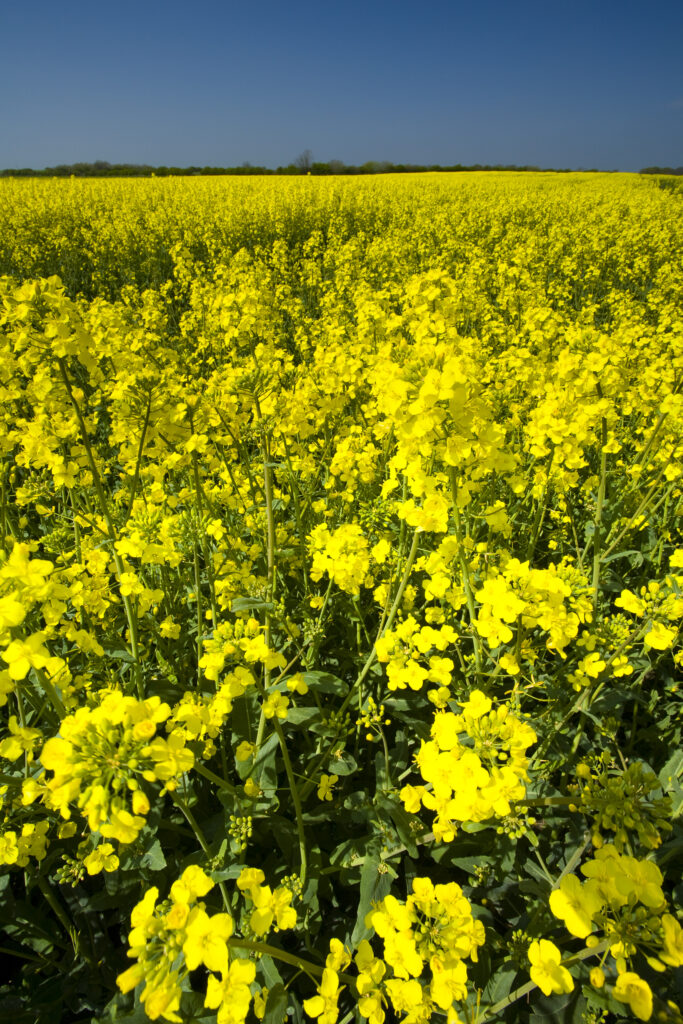 ENGLAND, Tyne & Wear, Holywell Dene. Fields of Rape growing in North Tyneside is a common sight due to the popularity of the Rapeseed oil which is extracted from the crop.