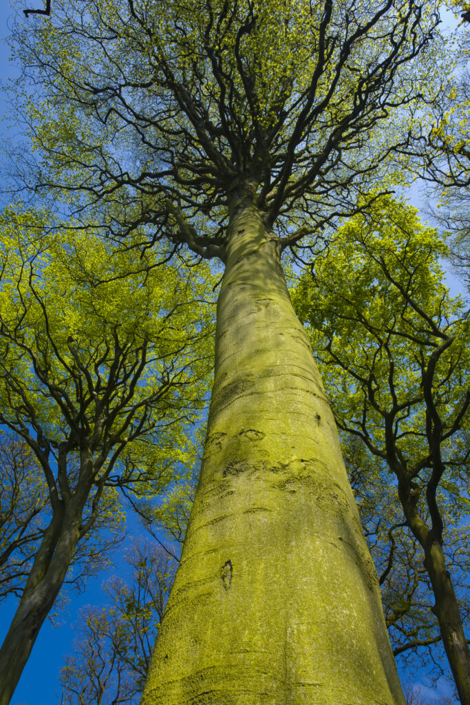 ENGLAND, Tyne & Wear, Holywell Dene. Woodland canopy in Holywell Dene, a popular pocket of forest near the Northumberland / Tyneside border.
