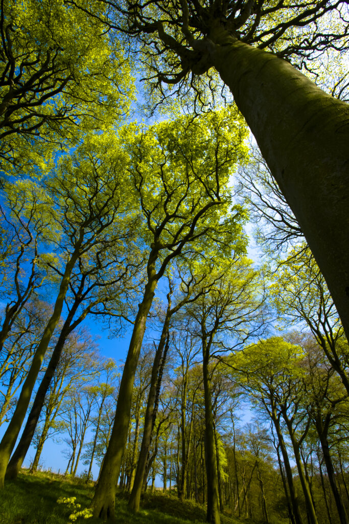 ENGLAND, Tyne & Wear, Holywell Dene. Woodland canopy in Holywell Dene, a popular pocket of forest near the Northumberland / Tyneside border.