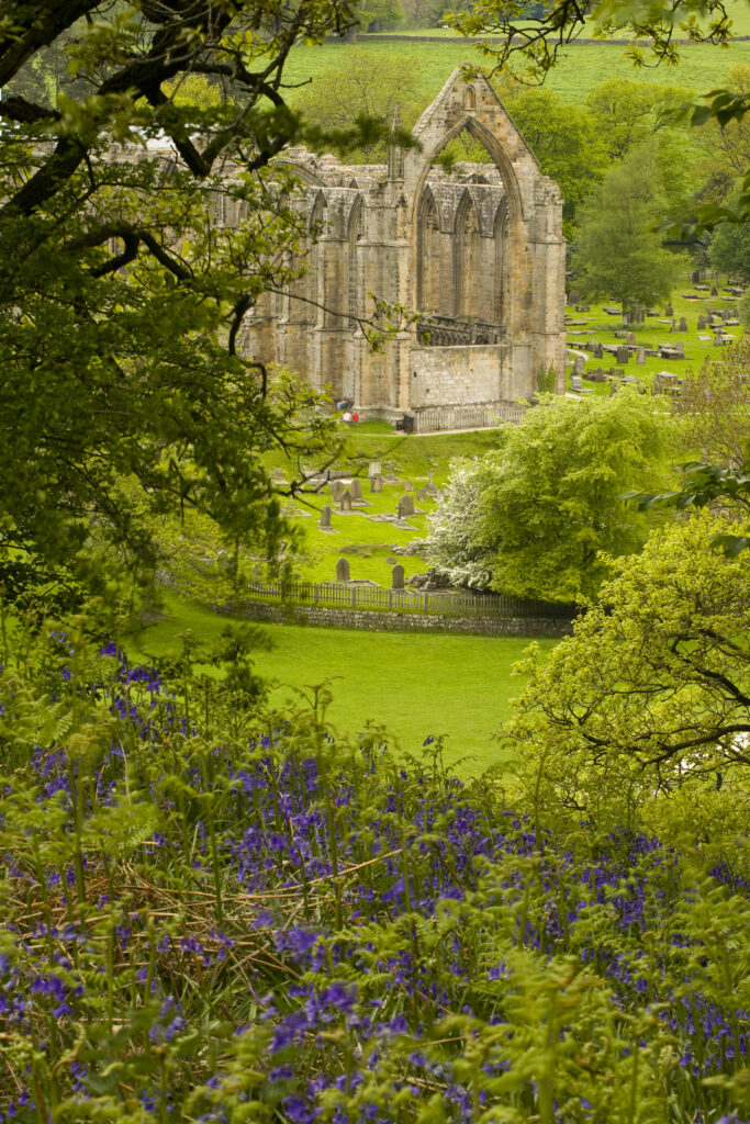 England, Yorkshire, Yorkshire Dales National Park. Blanket of flowering bluebells with Bolton Abbey in the distance.