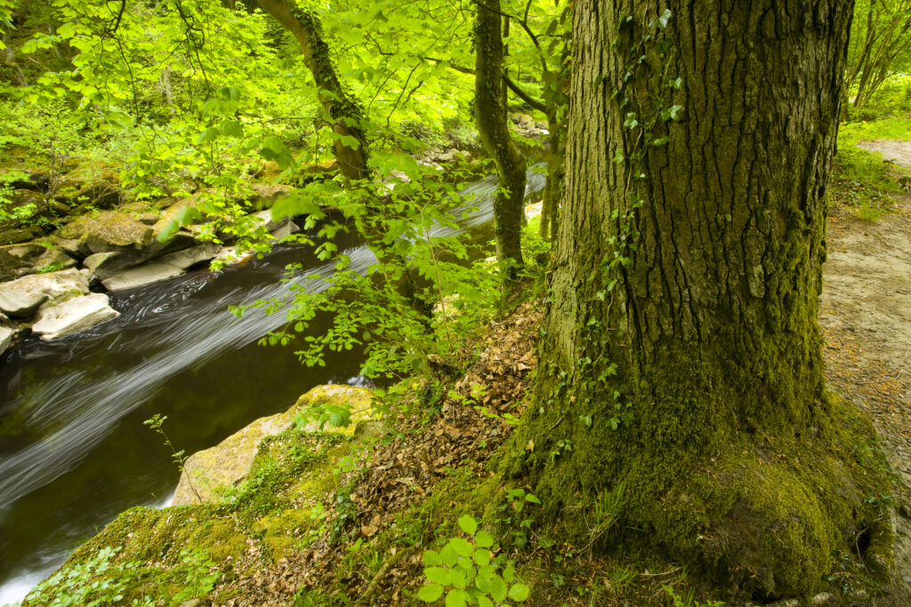 England, Yorkshire, Yorkshire Dales National Park. The Strid flowing through Strid Wood, part of the Bolton Abbey Estate.