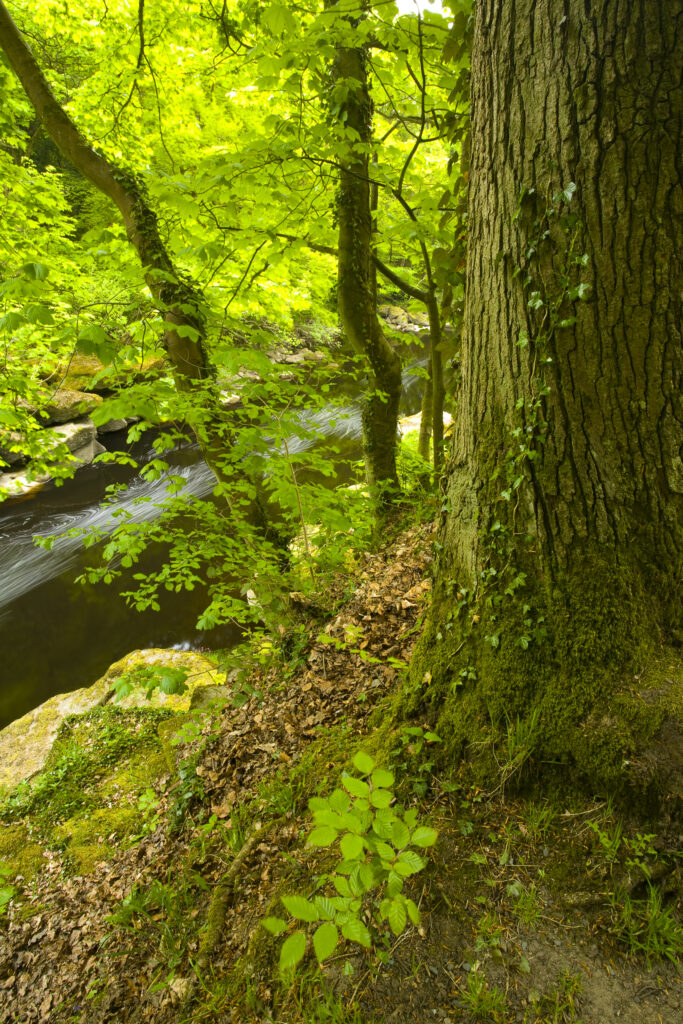 England, Yorkshire, Yorkshire Dales National Park. The Strid flowing through Strid Wood, part of the Bolton Abbey Estate.