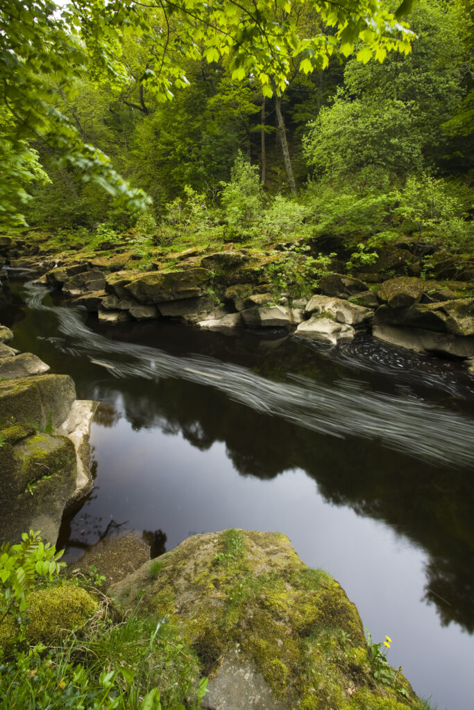 England, Yorkshire, Yorkshire Dales National Park. The Strid flowing through Strid Wood, part of the Bolton Abbey Estate.