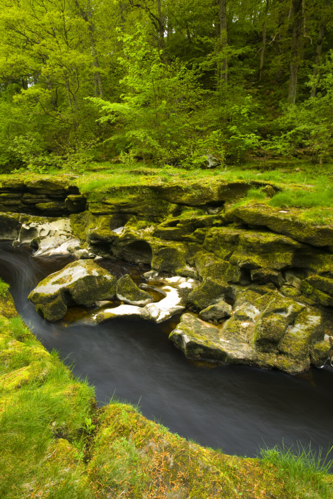 England, Yorkshire, Yorkshire Dales National Park. The Strid flowing through Strid Wood, part of the Bolton Abbey Estate.