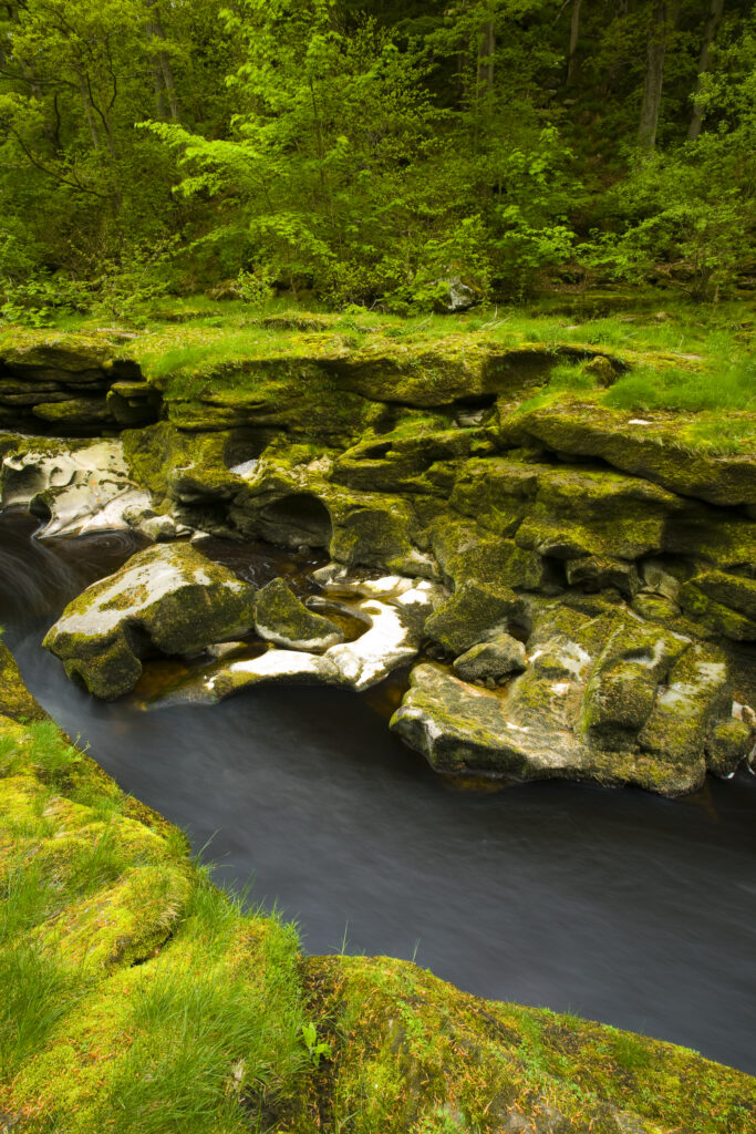 England, Yorkshire, Yorkshire Dales National Park. The Strid flowing through Strid Wood, part of the Bolton Abbey Estate.