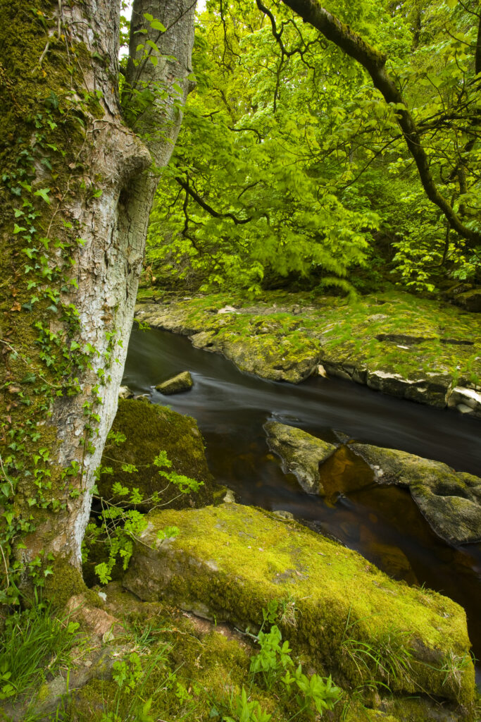 England, Yorkshire, Yorkshire Dales National Park. The Strid flowing through Strid Wood, part of the Bolton Abbey Estate.