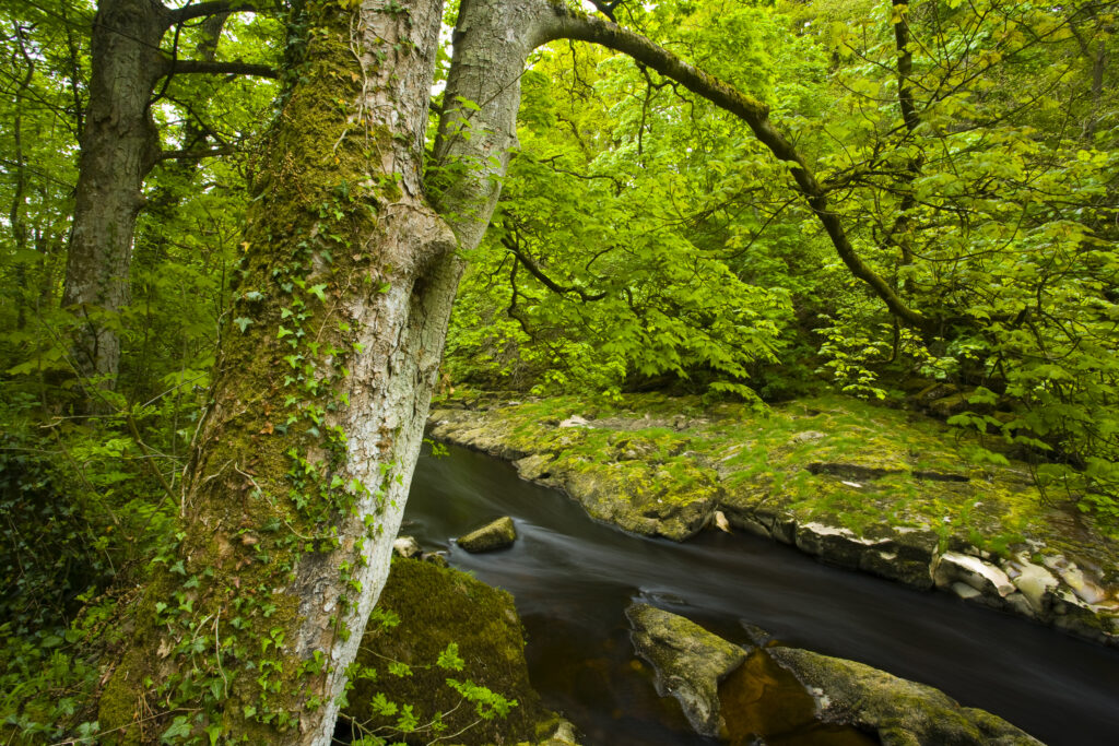 England, Yorkshire, Yorkshire Dales National Park. The Strid flowing through Strid Wood, part of the Bolton Abbey Estate.