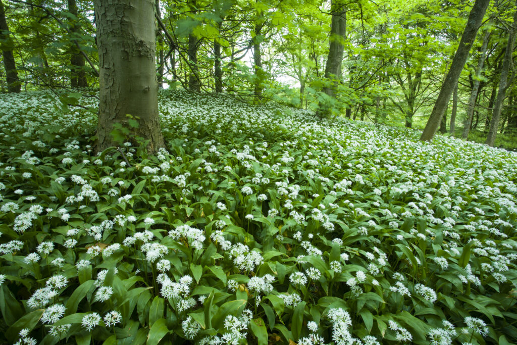 England, Yorkshire, Yorkshire Dales National Park. A blanket of Ramson wild garlic in Strid Wood, part of the Bolton Abbey Estate.