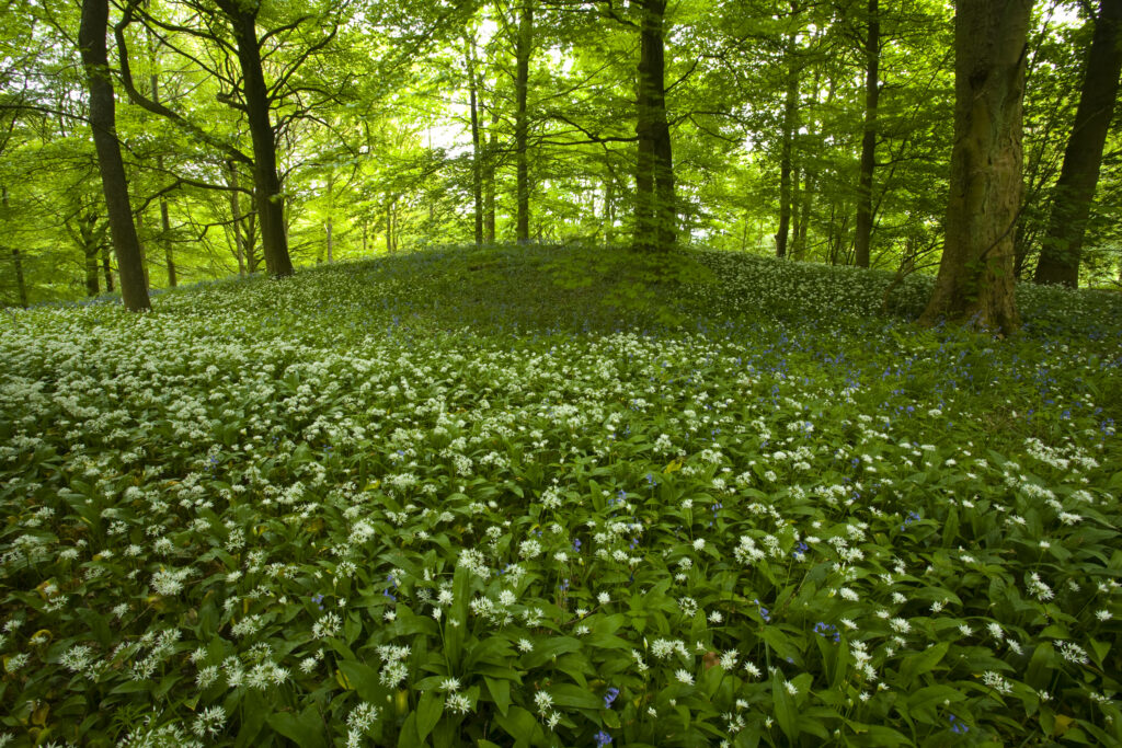 England, Yorkshire, Yorkshire Dales National Park. A blanket of Ramson wild garlic in Strid Wood, part of the Bolton Abbey Estate.