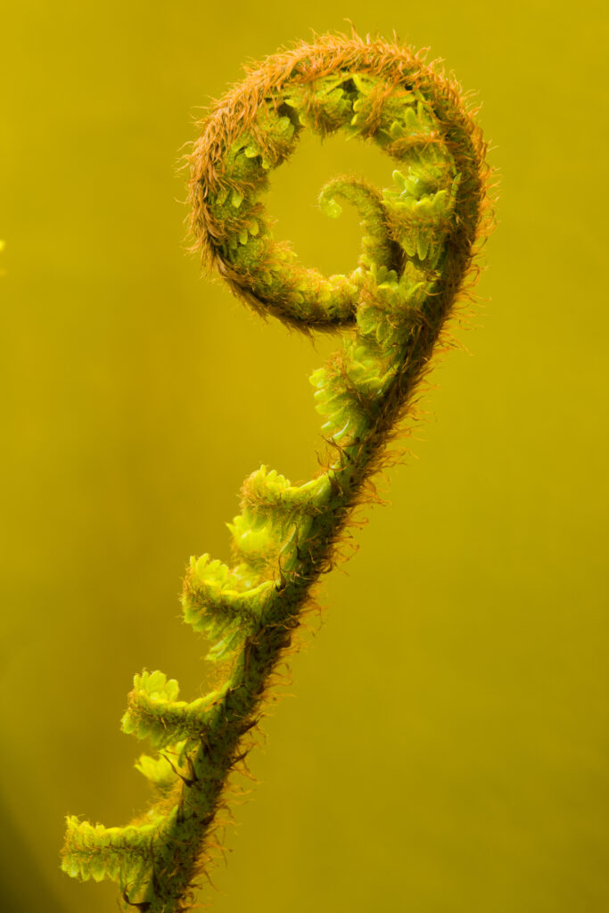 England, Cumbria, Lake District National Park. Developing Fern Leaf in Grizedale Forest.