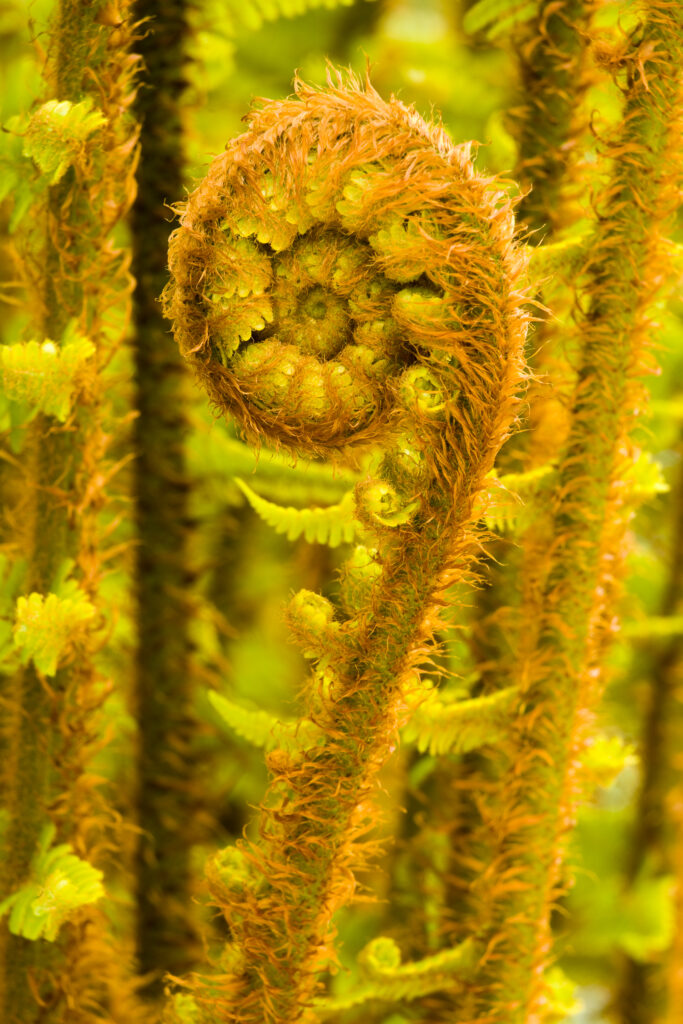 England, Cumbria, Lake District National Park. Developing Fern Leaf in Grizedale Forest.