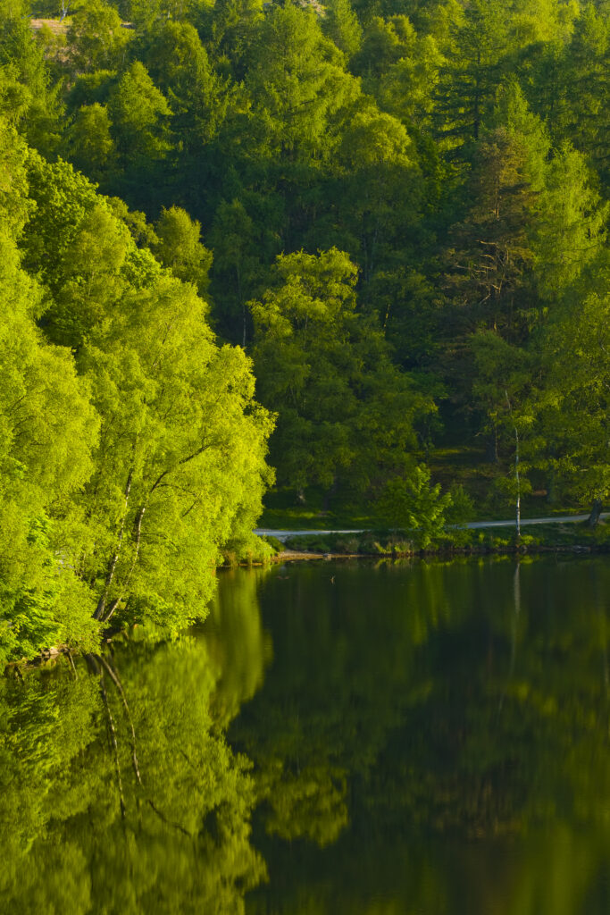 England, Cumbria, Lake District National Park. Birch trees reflected in Tarn Hows, a popular tourist destination once owned by Beatrix Potter and almost a totally artificial landmark. Tarn Hows was actually once two smaller tarns before previous owners merged the two and crafted the surrounding landscape to form the Tarn Hows we now know and love.