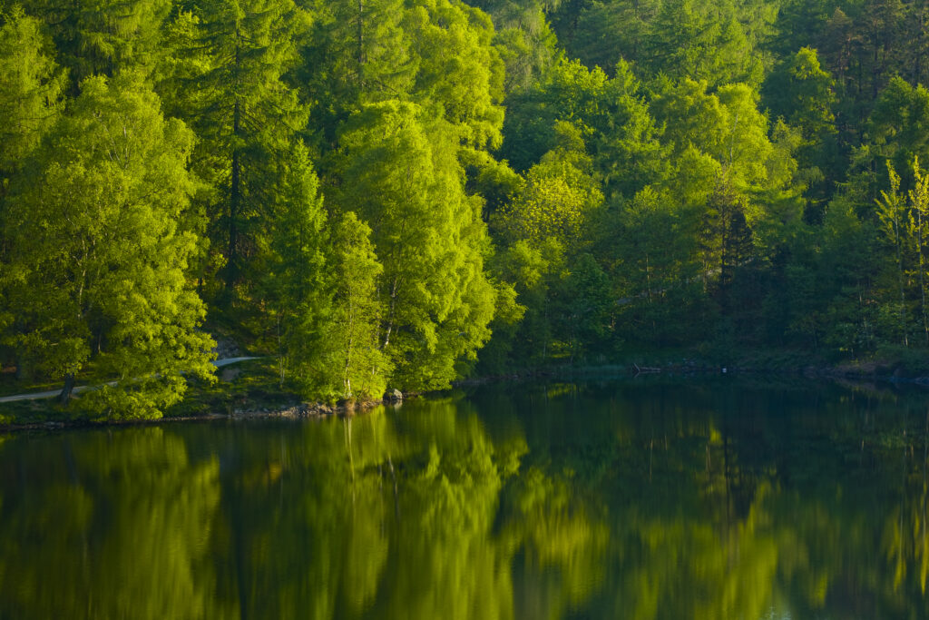 England, Cumbria, Lake District National Park. Birch trees reflected in Tarn Hows, a popular tourist destination once owned by Beatrix Potter and almost a totally artificial landmark. Tarn Hows was actually once two smaller tarns before previous owners merged the two and crafted the surrounding landscape to form the Tarn Hows we now know and love.
