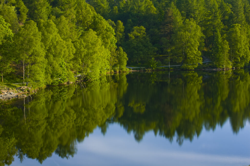 England, Cumbria, Lake District National Park. Birch trees reflected in Tarn Hows, a popular tourist destination once owned by Beatrix Potter and almost a totally artificial landmark. Tarn Hows was actually once two smaller tarns before previous owners merged the two and crafted the surrounding landscape to form the Tarn Hows we now know and love.