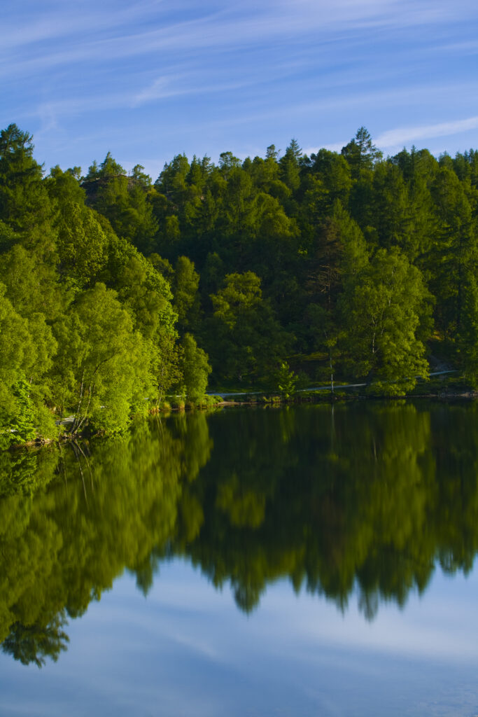 England, Cumbria, Lake District National Park. Birch trees reflected in Tarn Hows, a popular tourist destination once owned by Beatrix Potter and almost a totally artificial landmark. Tarn Hows was actually once two smaller tarns before previous owners merged the two and crafted the surrounding landscape to form the Tarn Hows we now know and love.