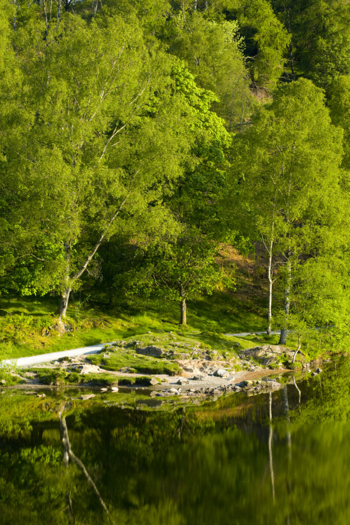 England, Cumbria, Lake District National Park. Birch trees reflected in Tarn Hows, a popular tourist destination once owned by Beatrix Potter and almost a totally artificial landmark. Tarn Hows was actually once two smaller tarns before previous owners merged the two and crafted the surrounding landscape to form the Tarn Hows we now know and love.
