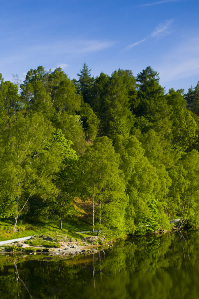 England, Cumbria, Lake District National Park. Birch trees reflected in Tarn Hows, a popular tourist destination once owned by Beatrix Potter and almost a totally artificial landmark. Tarn Hows was actually once two smaller tarns before previous owners merged the two and crafted the surrounding landscape to form the Tarn Hows we now know and love.